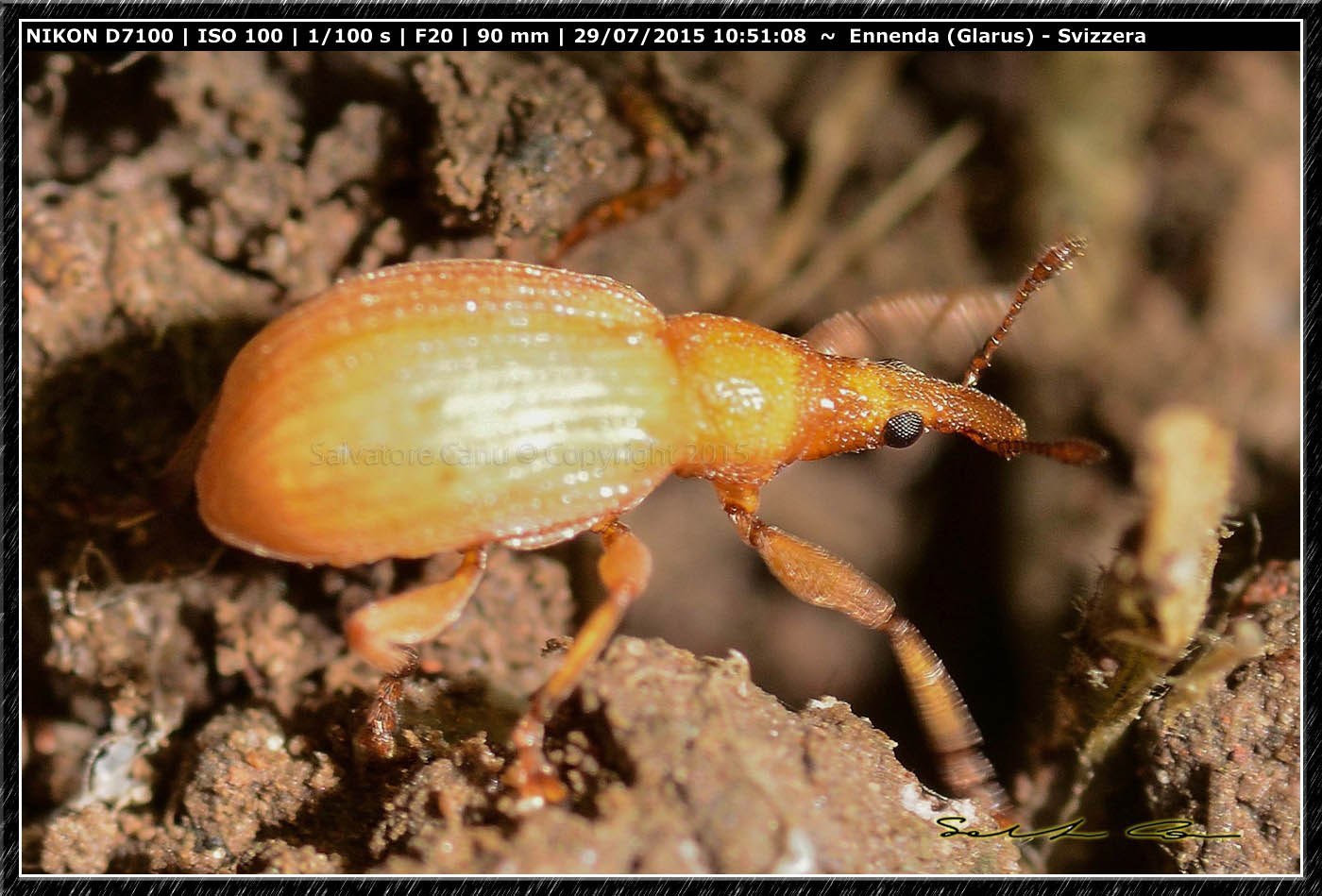 Apion frumentarium - Apionidae